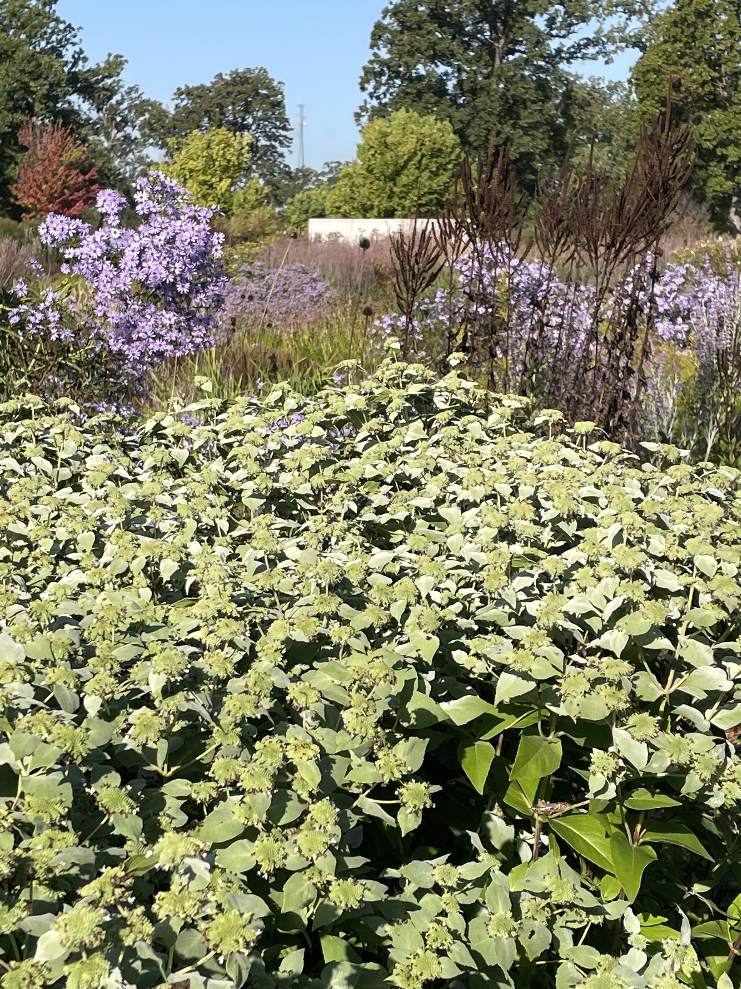 Native Plant Nurseries — SE Michigan