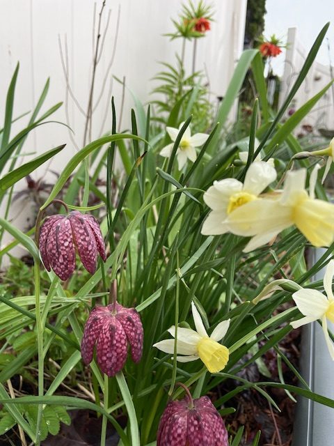 Seasonal Containers + Borders: Elevate Your Curb Appeal